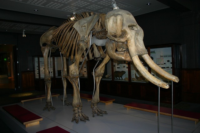 mamut